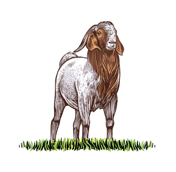 Goat
